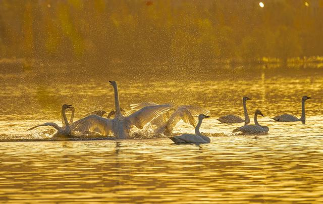 山西平陆:黄河湿地迎来越冬白天鹅|山西省_新浪新闻
