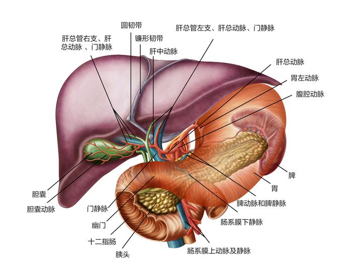 胰腺癌为何总被当成胃病呢?