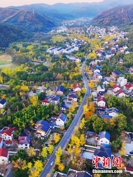 浙江湖州:"十里古银杏长廊"景色如画美醉人|银杏|浙江省|湖州市_新浪