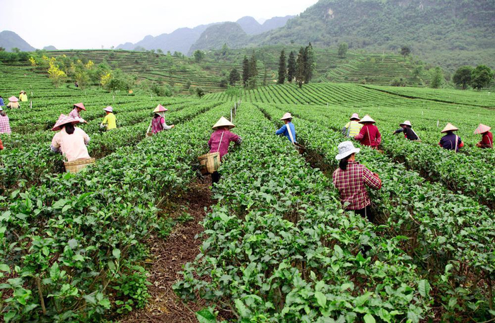 中国茶叶品牌排行榜_中国农业品牌百县大会|大佛龙井茶入选品牌声誉百强(2)