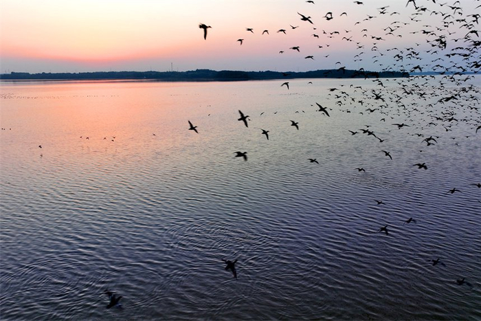 江西东乡:生态环境美 天鹅舞翩跹|江西省|鄱阳湖|淡水湖_新浪新闻