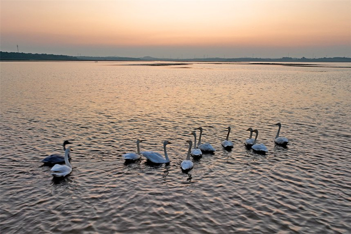 江西东乡:生态环境美 天鹅舞翩跹|江西省|鄱阳湖|淡水湖_新浪新闻