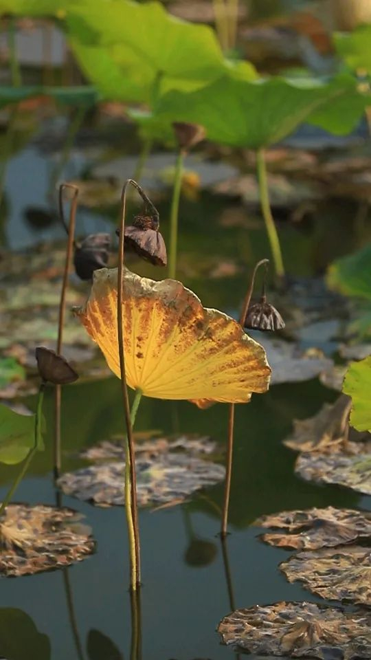 荷尽已无擎雨盖疏帘红日并朝晖小雪晴时不作泥人间又是另一番景象.