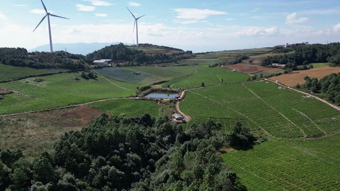 龙武镇千亩辣椒采收忙奏响幸福椒响曲