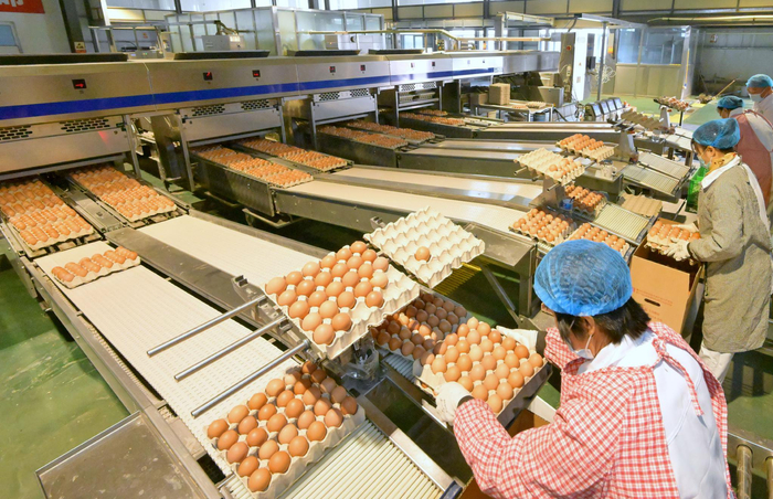 河北芦台打造蛋鸡全产业链助增收