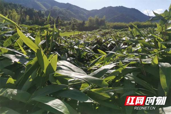 江西粽叶种植基地图片