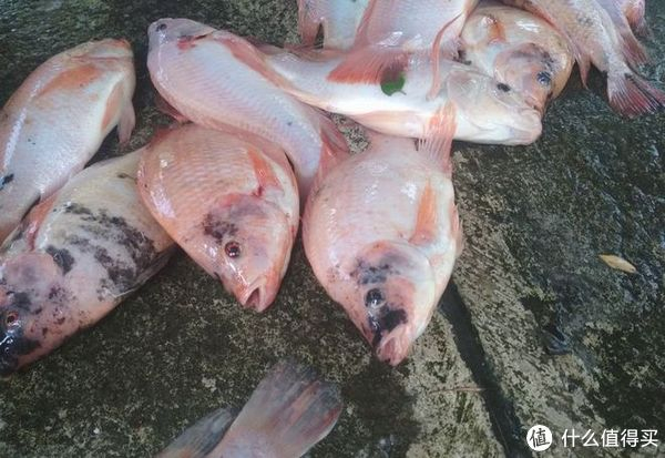 海鱼的品种大全及名字,看看你吃过有多少种?|深海鱼|海鲈鱼|鱼类|珊瑚礁|体色_新浪新闻