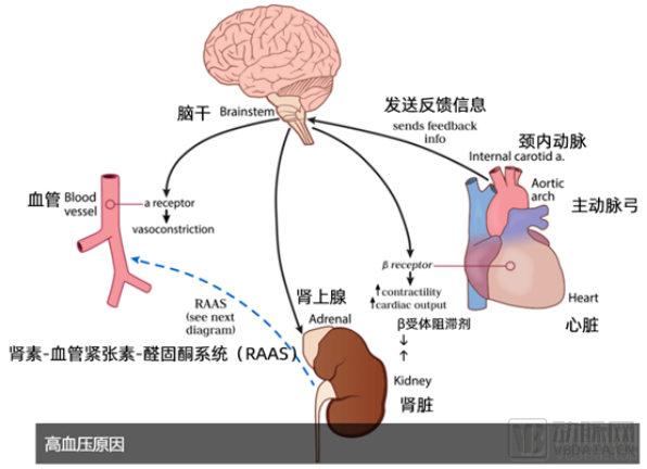 肾脏影响血压的路径，图源自：Recor medical 官网
