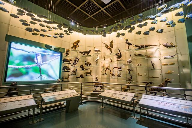 常州少儿自然博物馆,探寻文化足迹,这里是亲子研学游的好去处|常州市