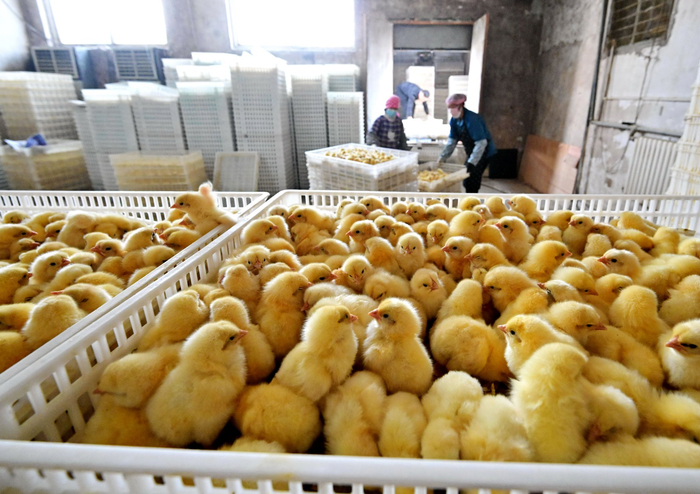 河北芦台打造蛋鸡全产业链助增收