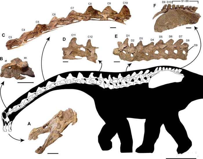 恐龙|阿根廷|化石_新浪新闻