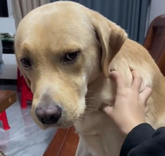 给狗按摩时被狗子用眼神嫌弃.网友:它看着好像一个长辈!