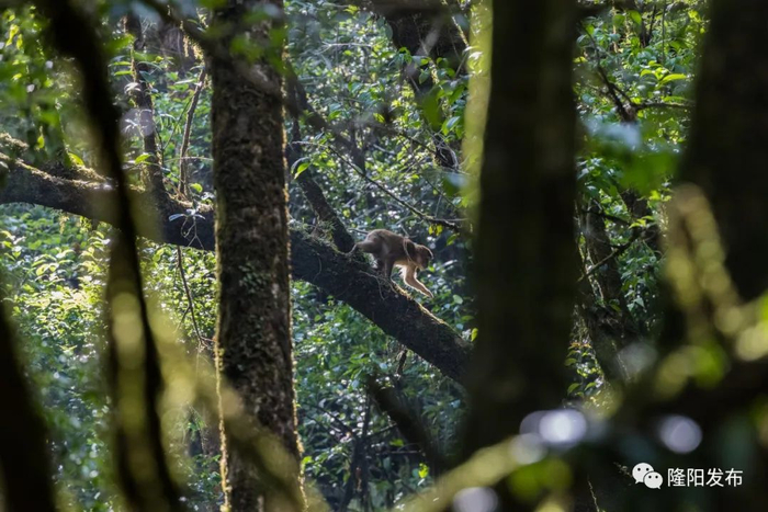 有一种叫云南的生活高黎贡山动植物恣意生长的大城
