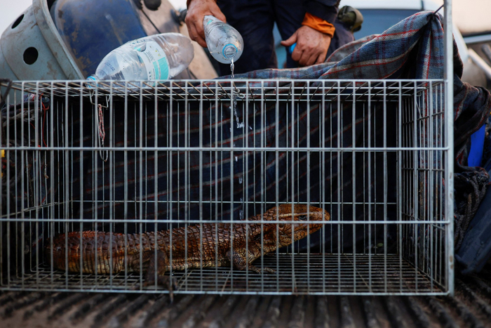 巴西潘塔纳尔湿地大火过后的野生动物救援