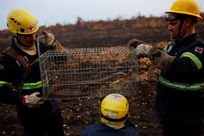 巴西潘塔纳尔湿地大火过后的野生动物救援