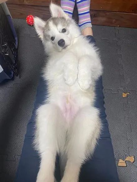 网友买了只三把火哈士奇,可没想到狗子长大后竟然全变了,厉害了!