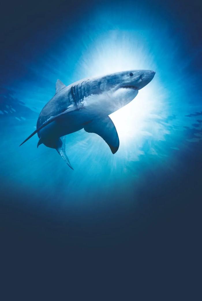 鲨鱼 手机壁纸图片