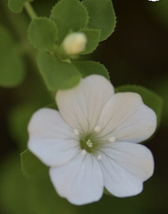 种群规模可能不足万株四川发现野生植物新种美姑青篱柴