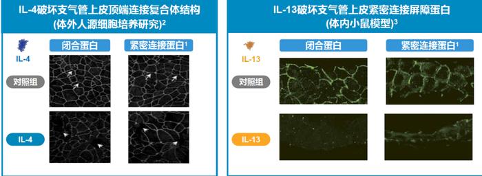 il-4和il-13通過多種機制促進氣道上皮屏障功能障礙