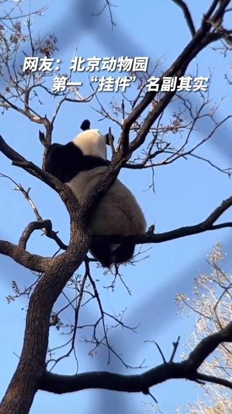 熊猫坐树杈图片大全图片