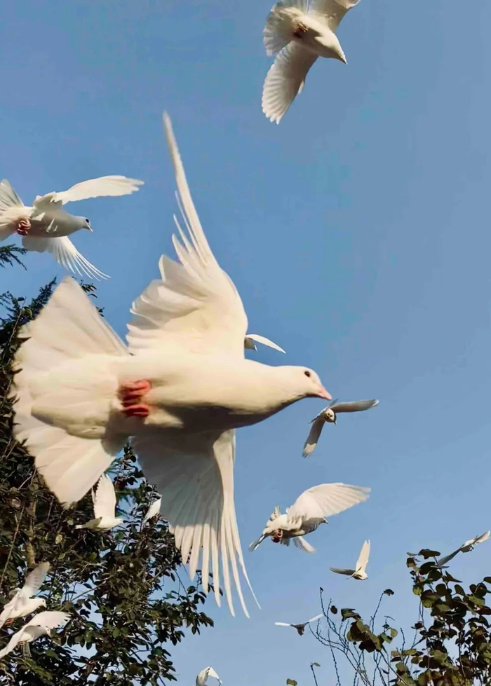 《布拉格广场》中的白鸽便成群飞舞起来养鸽的爷爷一吹响哨子下午四五