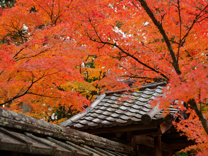 红叶满京都|京都|清水寺|东福寺_新浪新闻
