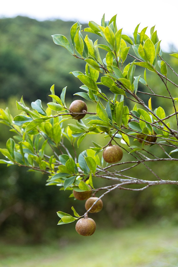海南山柚:热带特色高效农业"摇钱树"|海南|琼海|油茶_新浪新闻