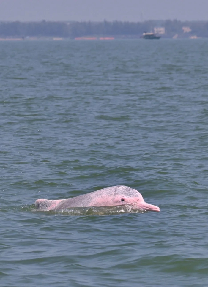 ▲图源 作者 黄杰斌、小红书@观鲸者
