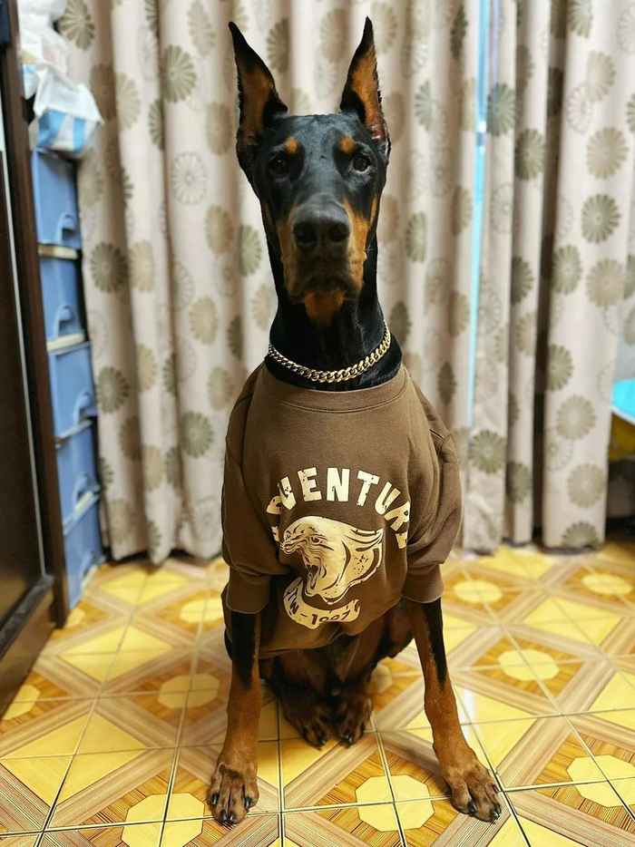 杜宾犬|旧衣服|大狗狗_新浪新闻