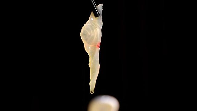 鱼生捞起风生水起河源龙川县首届八宝鱼生美食文化周约起