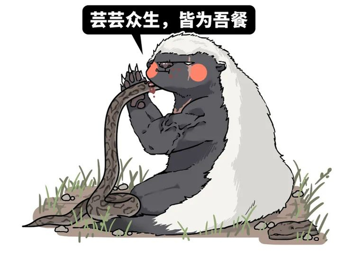 1g的毒液毕竟蜜獾就晕倒了可刚干了第一口蜜獾成功打败毒蛇准备干饭