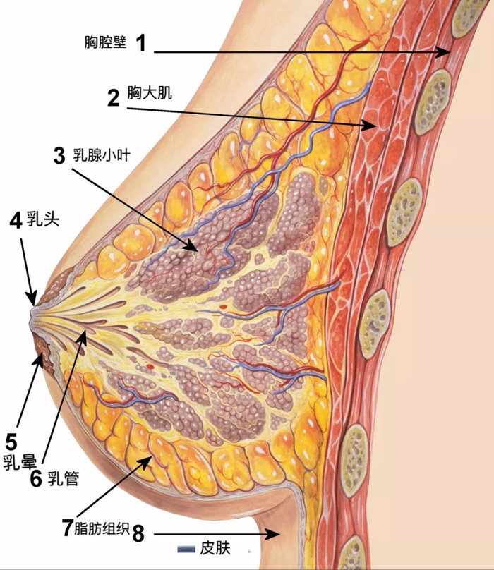 乳房的构成。图片来源：wikipedia
