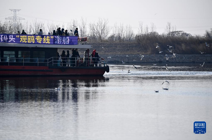 天津:海鸥翔集老码头|天津市|海河|西伯利亚_新浪新闻