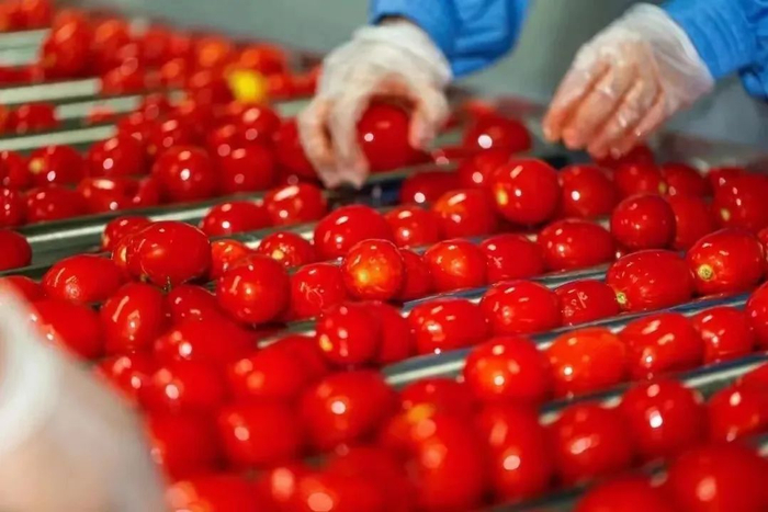 新疆番茄罐头,采摘到装罐仅12小时,直接吃,炒菜,煮面,炖汤…顿顿都能