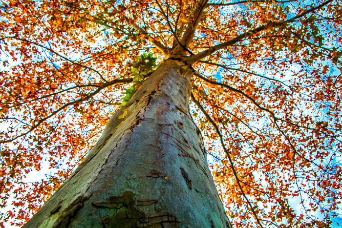 河南鲁山那年栽下梧桐树今日斑斓一座城