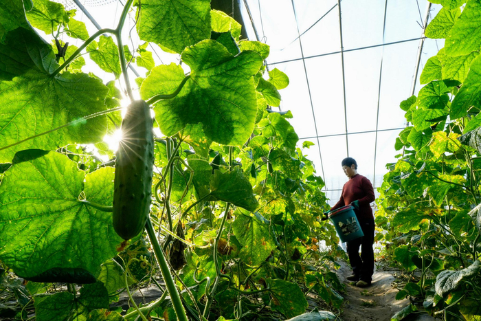 河北滦州高效设施农业助农冬季增收