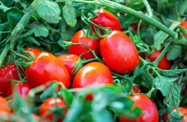 新疆番茄罐头,采摘到装罐仅12小时,直接吃,炒菜,煮面,炖汤…顿顿都能