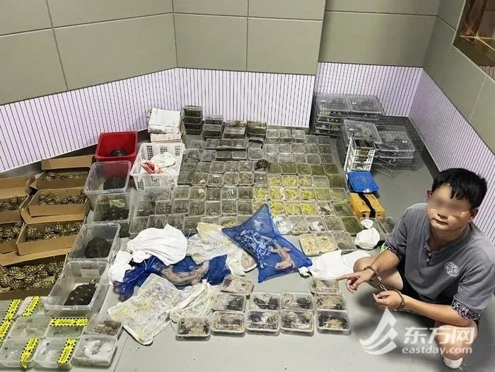 陆龟排行_触目惊心!1400多只,全部活体
