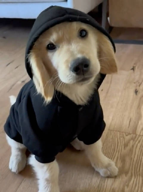 穿卫衣的小金毛