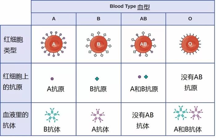 血型占比图片