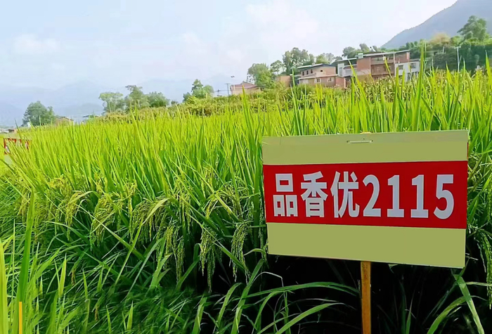 记者注意到,水稻品种中,品香优系列一次性审定4个新品种:"品香优2115"