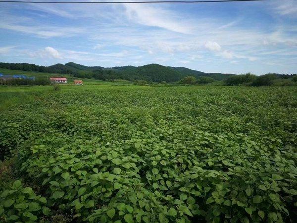 產銷一體化全面提速寒地龍藥駛入產業發展快車道