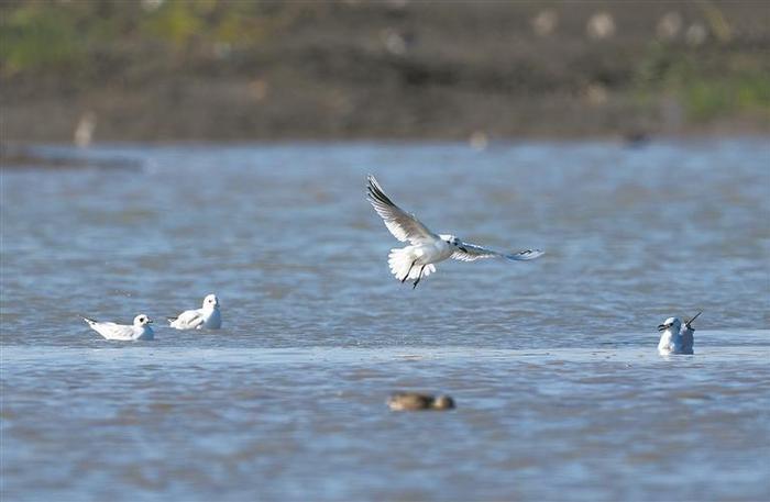 泉州灣鳥浪來襲目前已觀測到2萬多隻候鳥登上央視新聞聯播