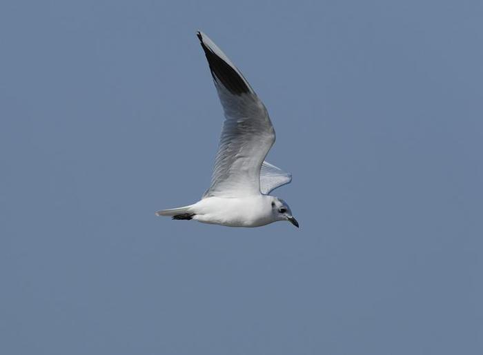 泉州灣鳥浪來襲目前已觀測到2萬多隻候鳥登上央視新聞聯播