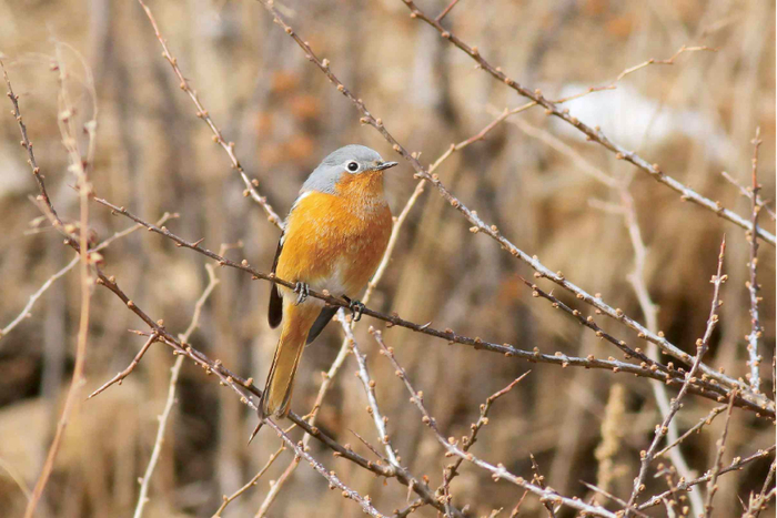 对北京地区而言,冬季是入门观鸟的好时候丨京华物语|北京市|北京观鸟
