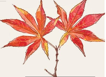 鸡爪槭