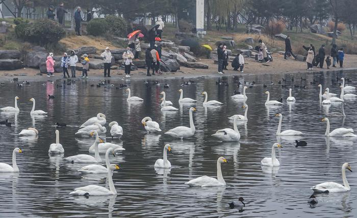 山東榮成溼地公園美如畫活水靚城促發展