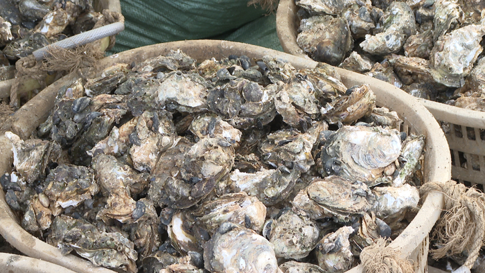 线上线下卖蚝忙!今年的程村蚝你吃了吗?|码头_新浪新闻