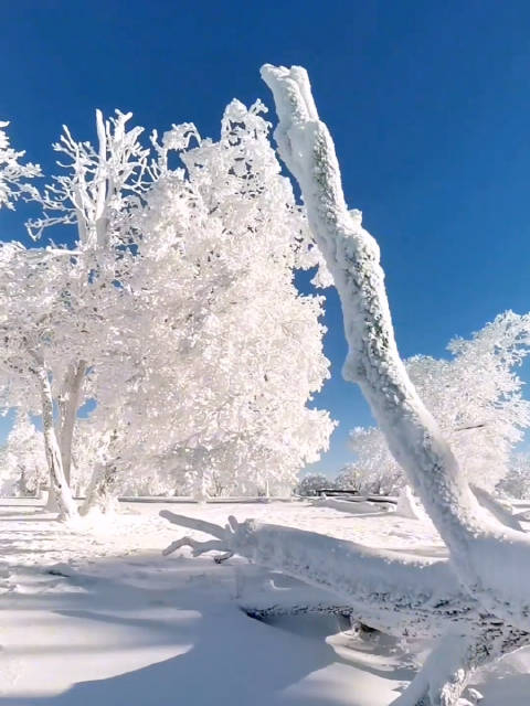 东北的雾凇吉林的雪,天花板雾凇一站式奉献