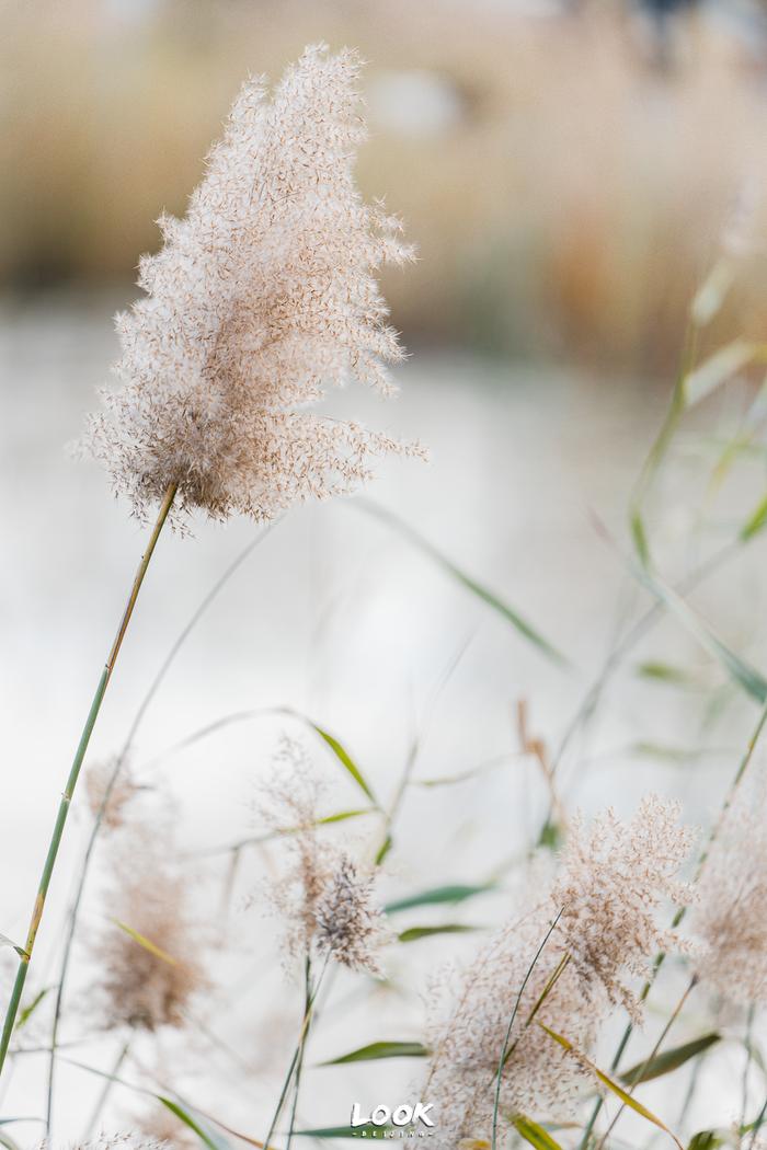 去奥森,看芦苇吧 」构成一幅幅唯美的画面树枝,芦苇,野鸭波光粼粼的